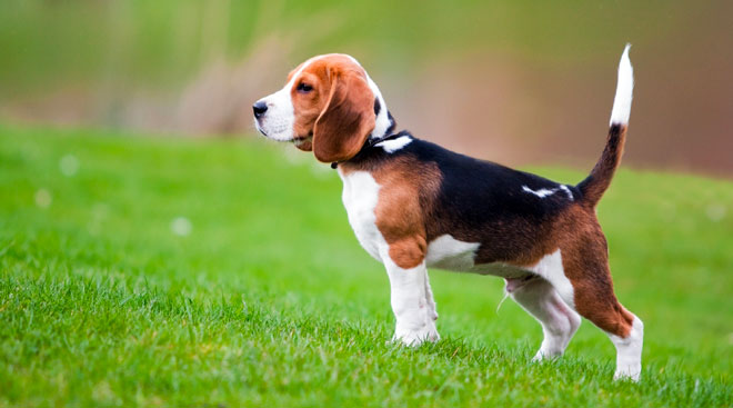 cani-beagle